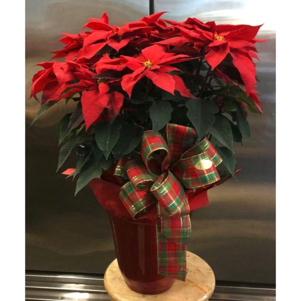 Poinsettia